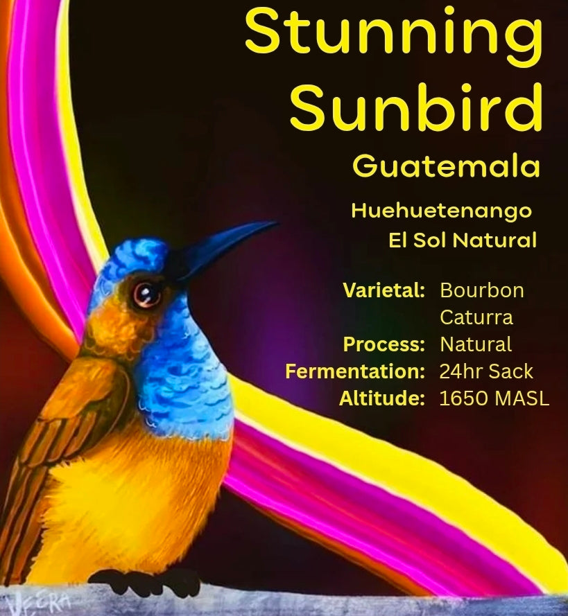 Stunning Sunbird - Huehuetenango El Sol Natural – Guatemala