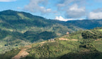 Heavenly Hummingbird – Peru Gesha Natural – Single Origin Coffee Beans