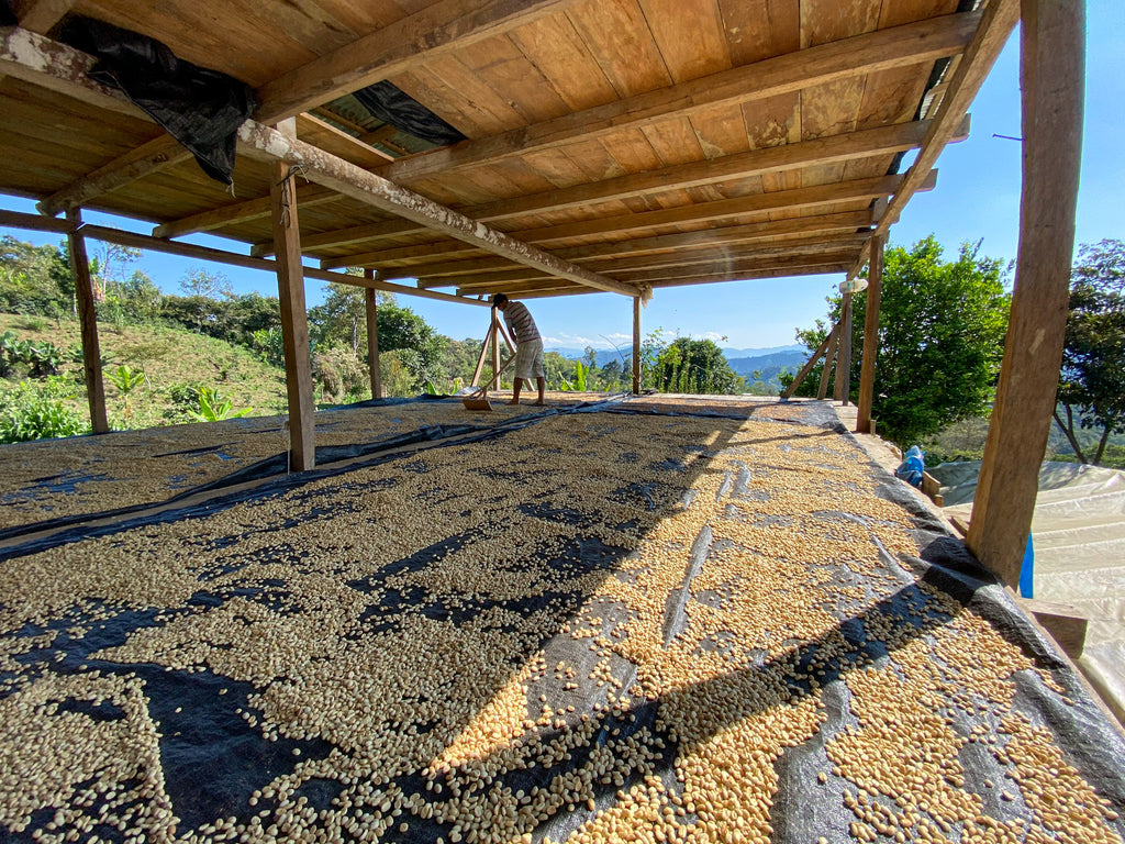 Heavenly Hummingbird – Peru Gesha Natural – Single Origin Coffee Beans