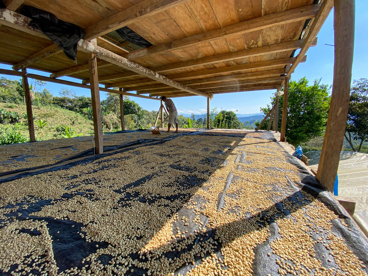 Heavenly Hummingbird – Peru Gesha Natural – Single Origin Coffee Beans