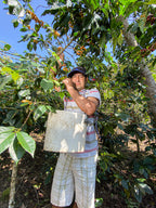 Heavenly Hummingbird – Peru Gesha Natural – Single Origin Coffee Beans