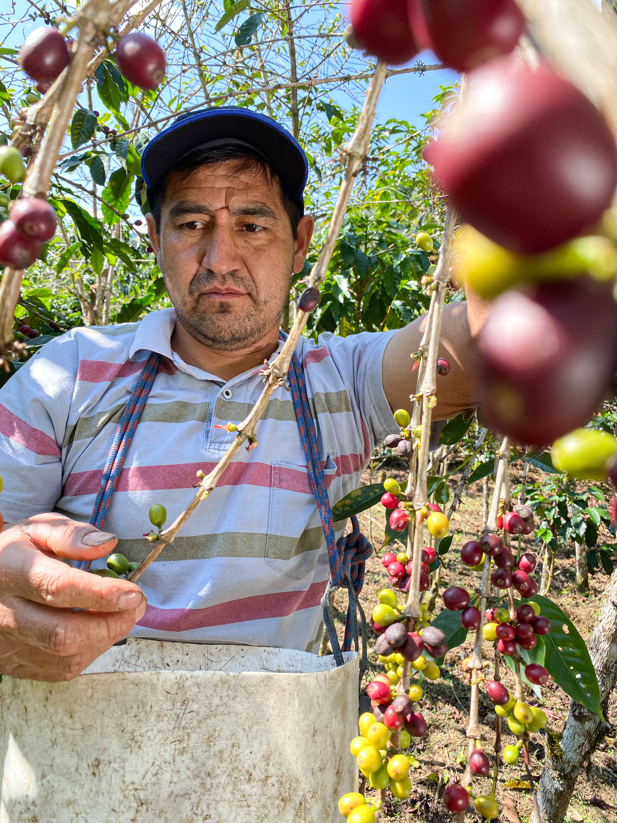 Heavenly Hummingbird – Peru Gesha Natural – Single Origin Coffee Beans