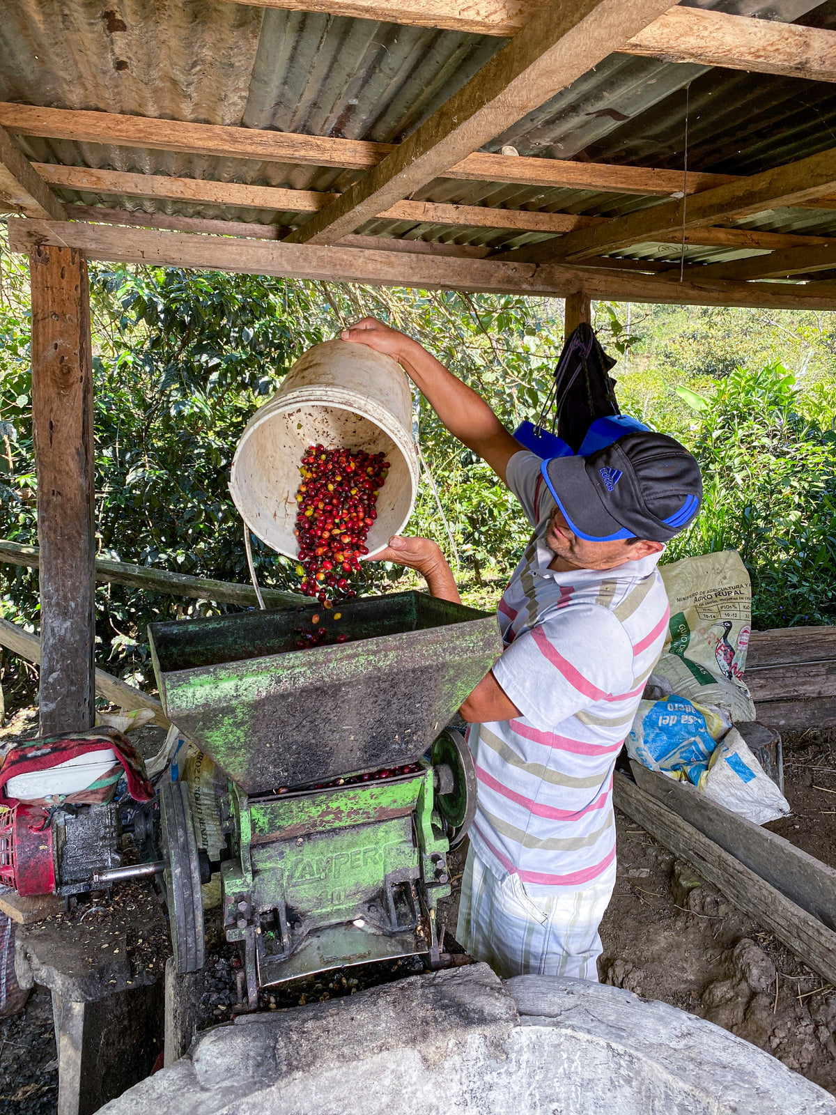 Heavenly Hummingbird – Peru Gesha Natural – Single Origin Coffee Beans