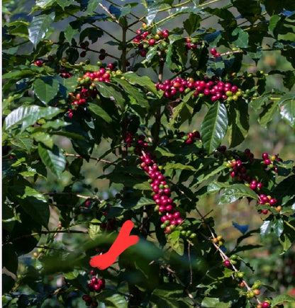 Quirky Quetzal - Guatemala Los Pinos - Anaerobic Fermentation Washed