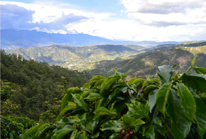 Quirky Quetzal - Guatemala Los Pinos - Anaerobic Fermentation Washed