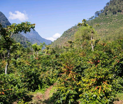 Quirky Quetzal - Guatemala Los Pinos - Anaerobic Fermentation Washed